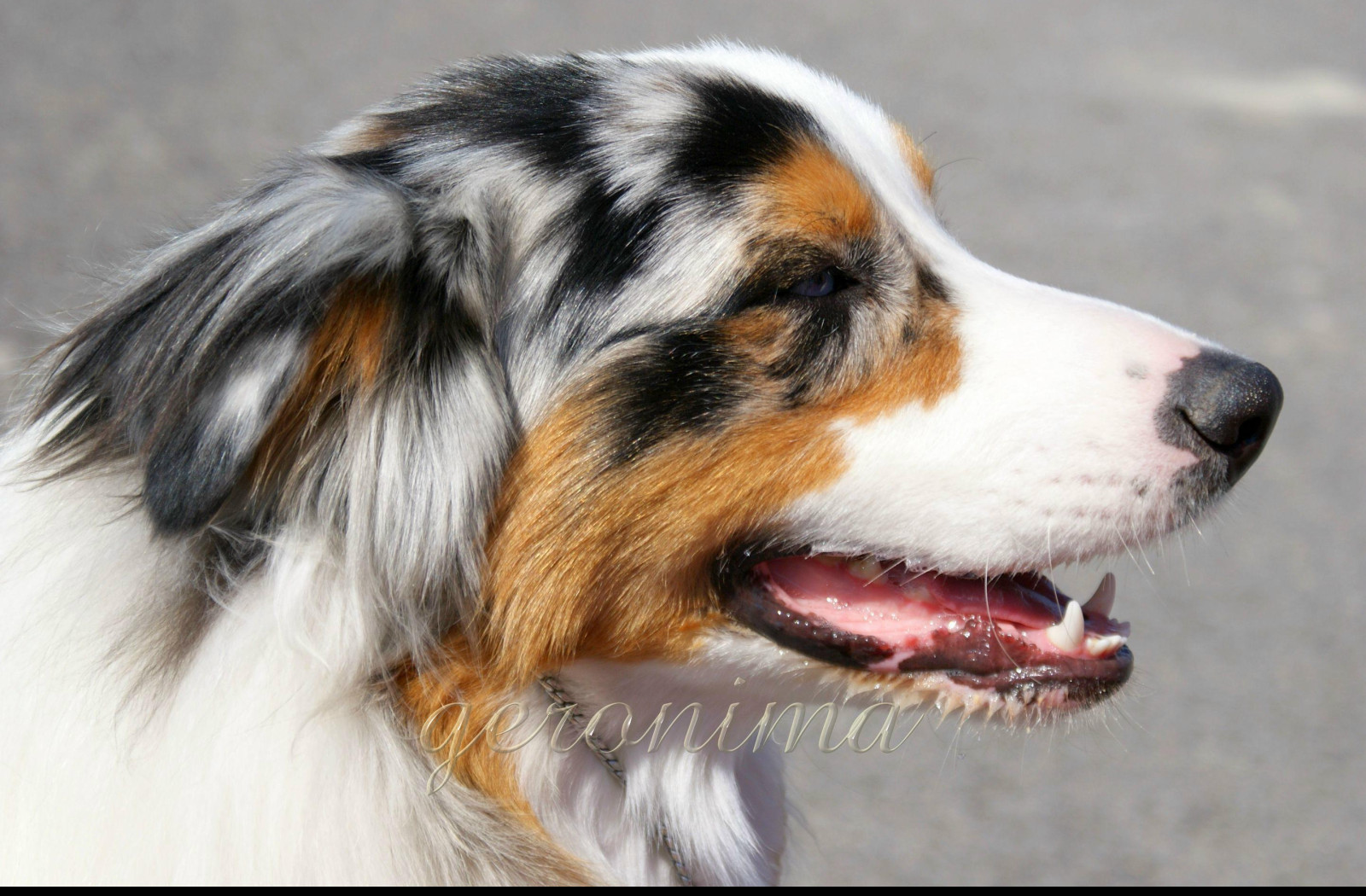 Tapeta australian_shepherd__1