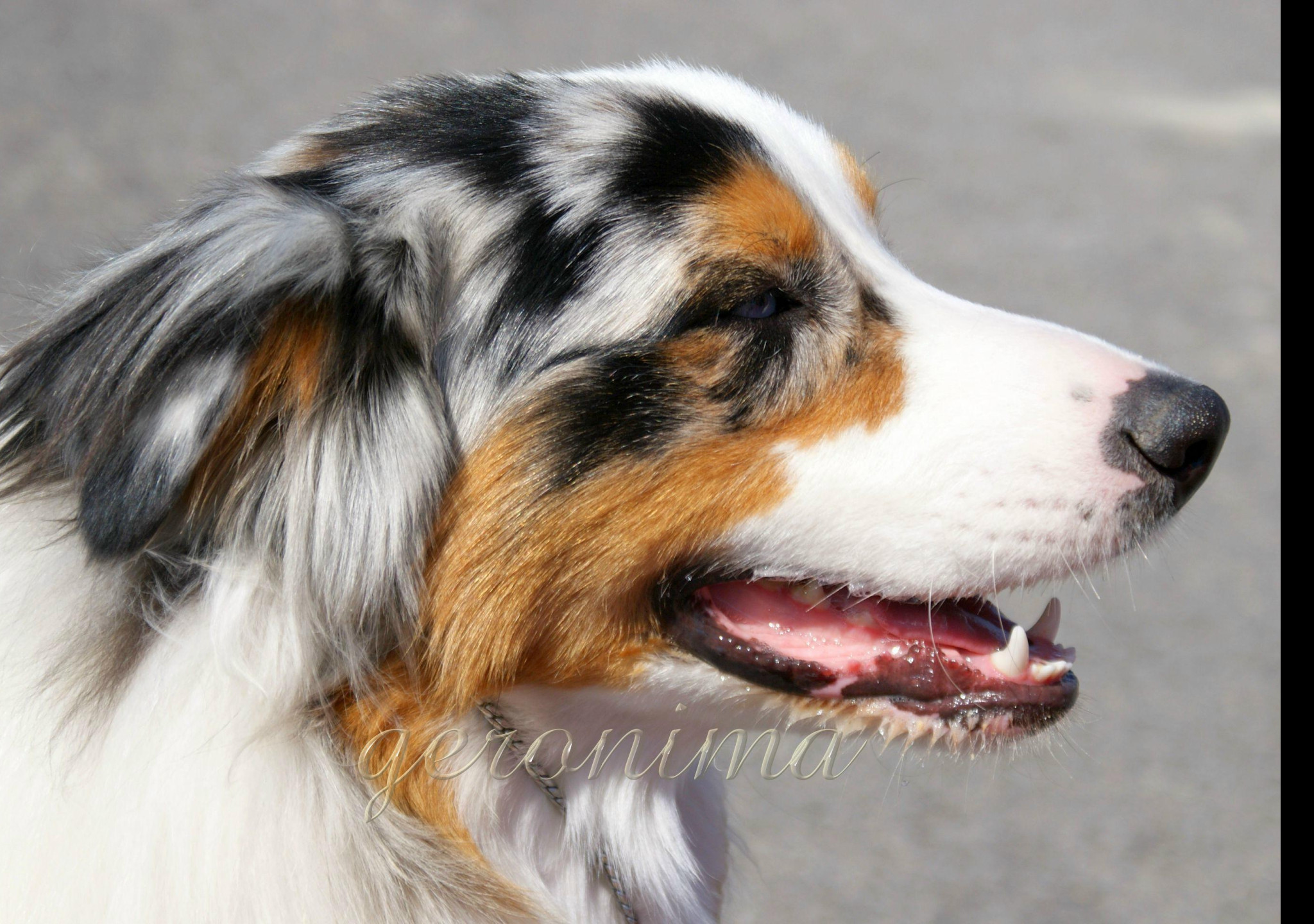 Tapeta australian_shepherd__1