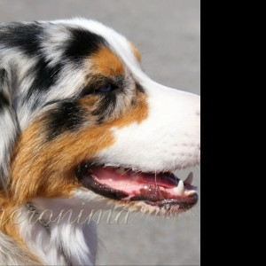 Tapeta australian_shepherd__1