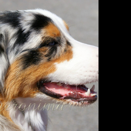Tapeta australian_shepherd__1