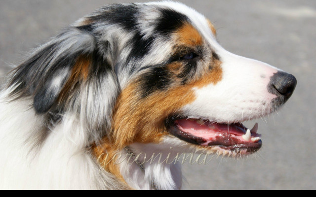 Tapeta australian_shepherd__1