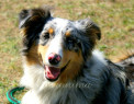 Tapeta Australian Shepherd  2