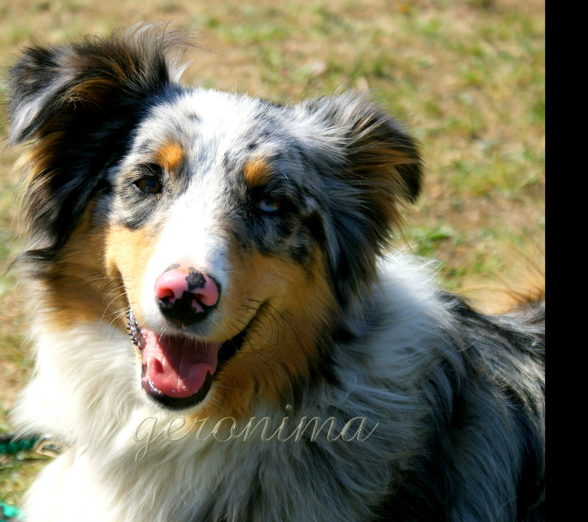 Tapeta australian_shepherd__2