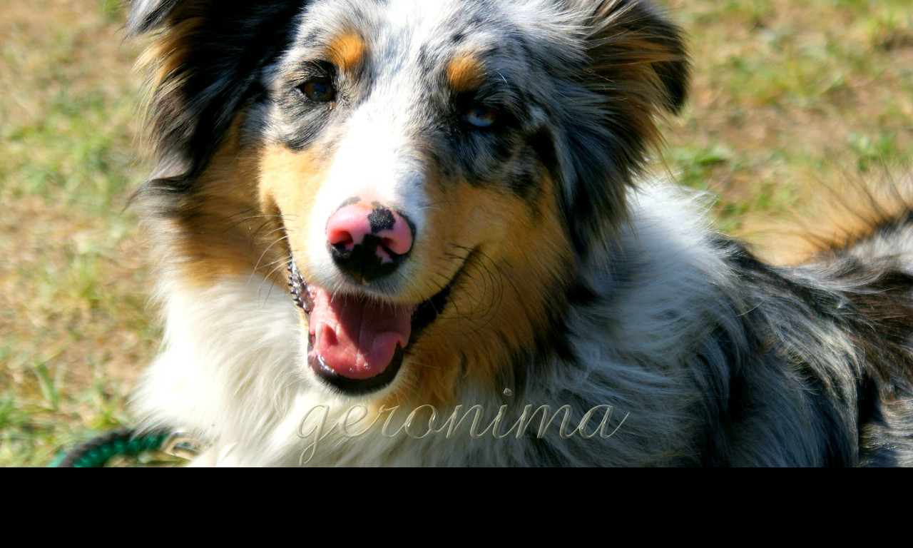 Tapeta australian_shepherd__2