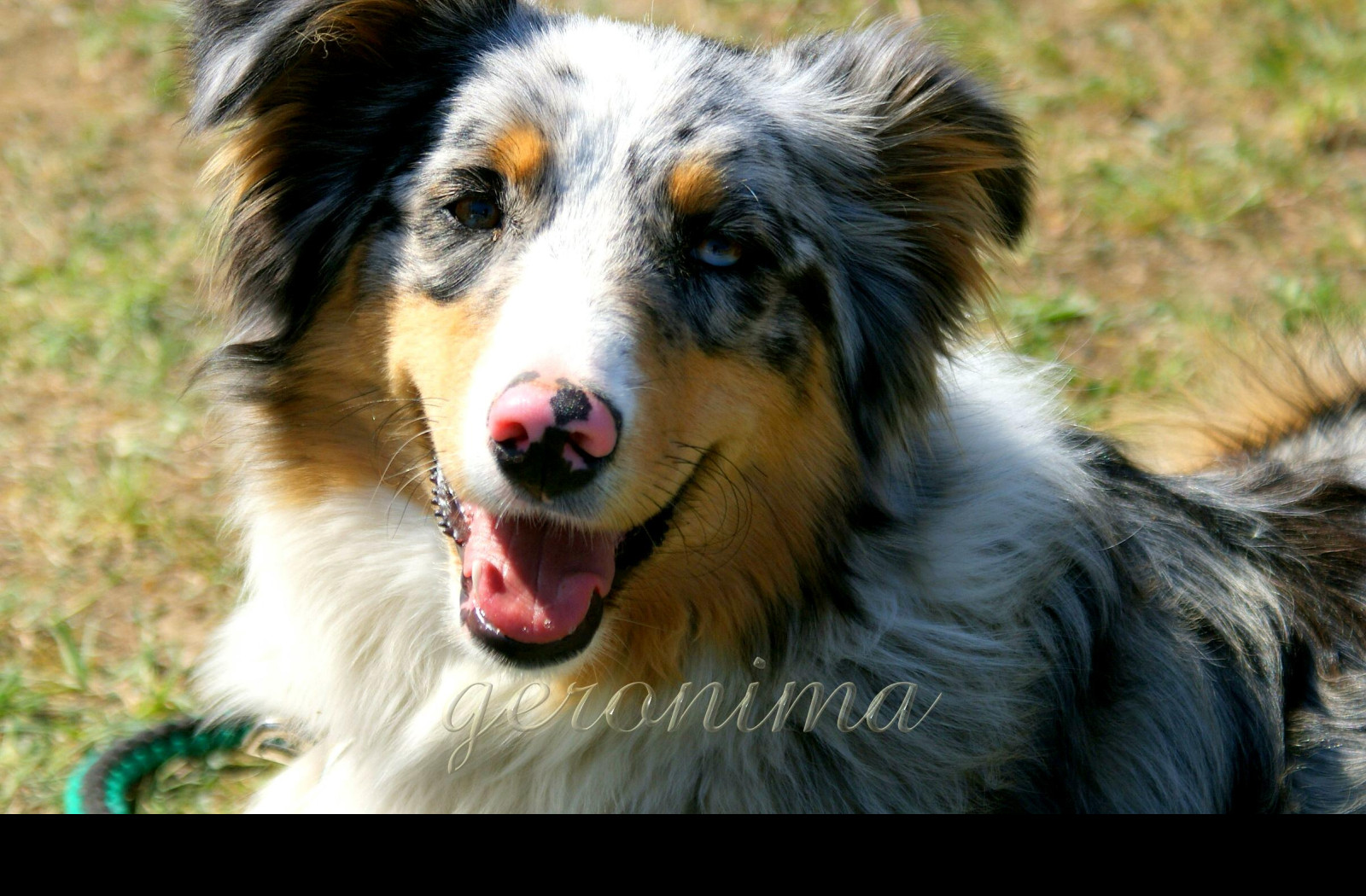 Tapeta australian_shepherd__2