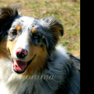 Tapeta australian_shepherd__2