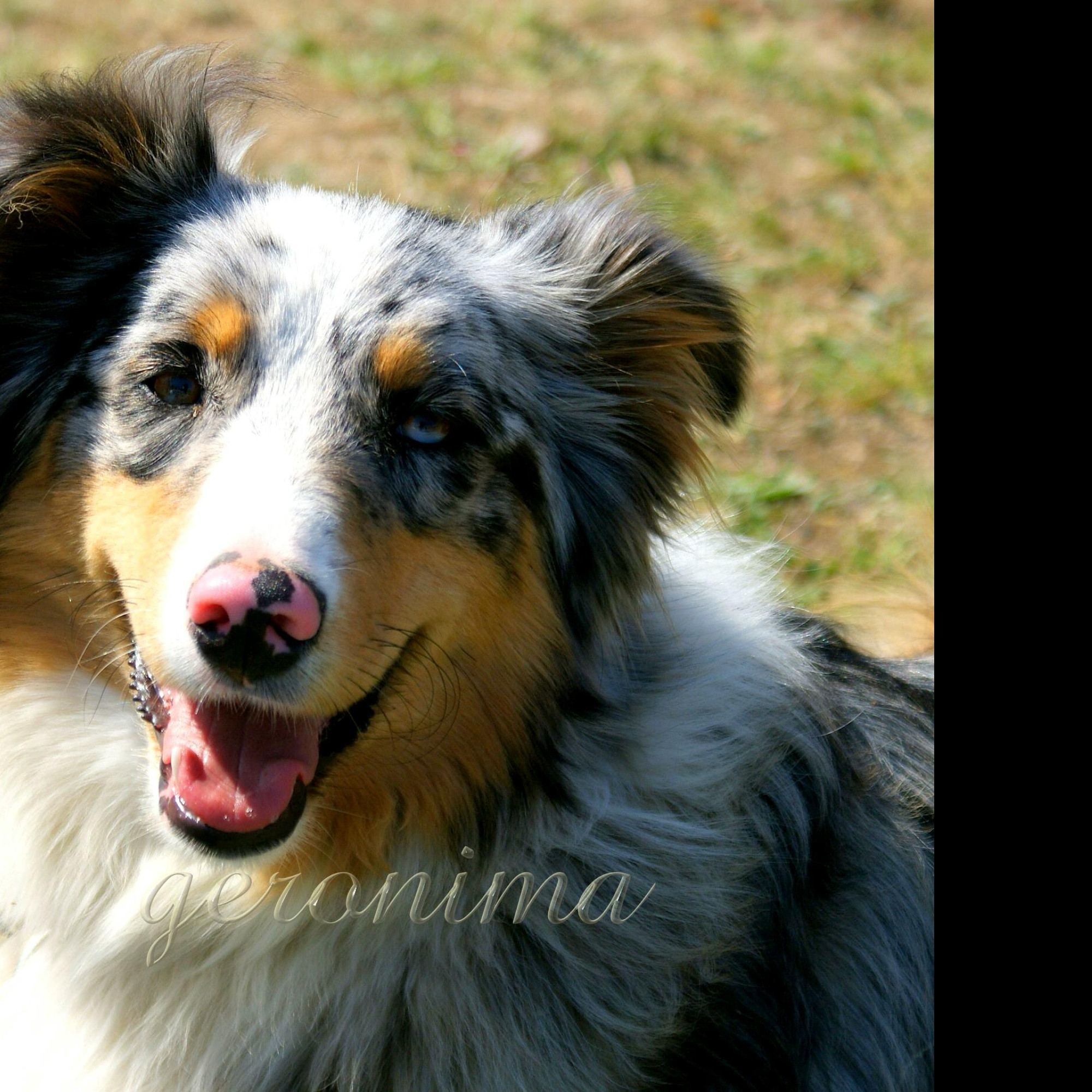 Tapeta australian_shepherd__2