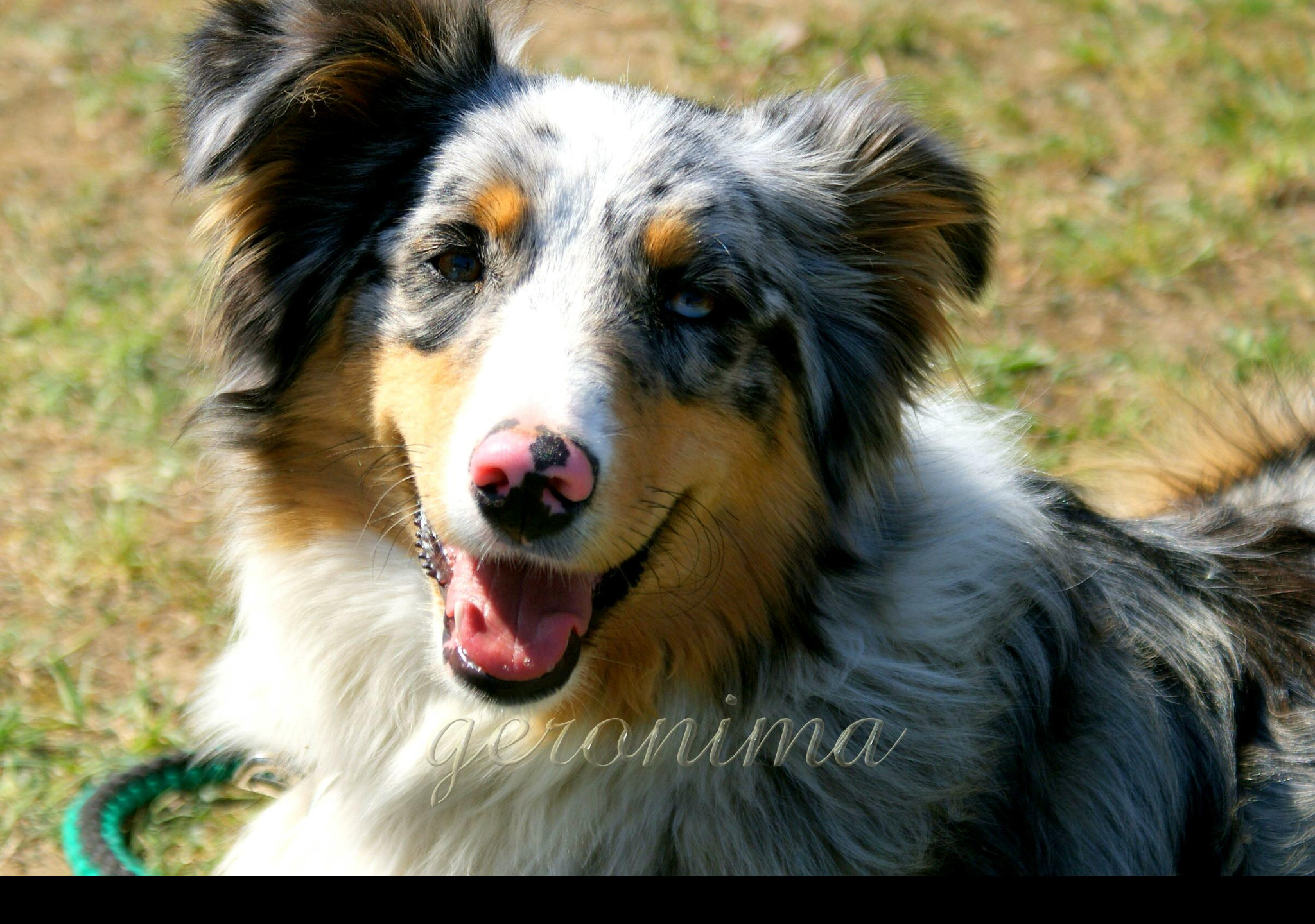 Tapeta australian_shepherd__2