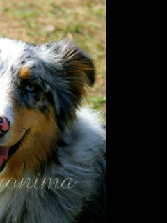 Tapeta australian_shepherd__2