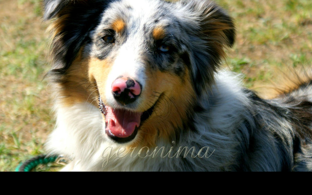 Tapeta australian_shepherd__2