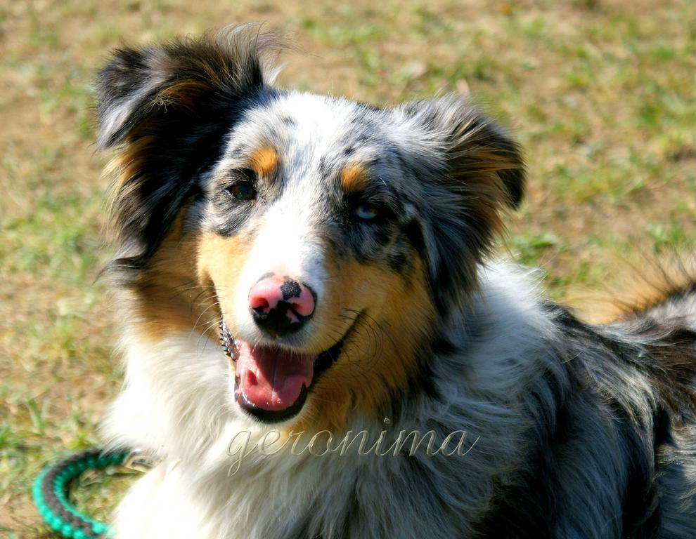 Tapeta australian_shepherd__2