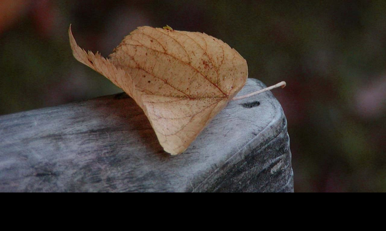 Tapeta autumn