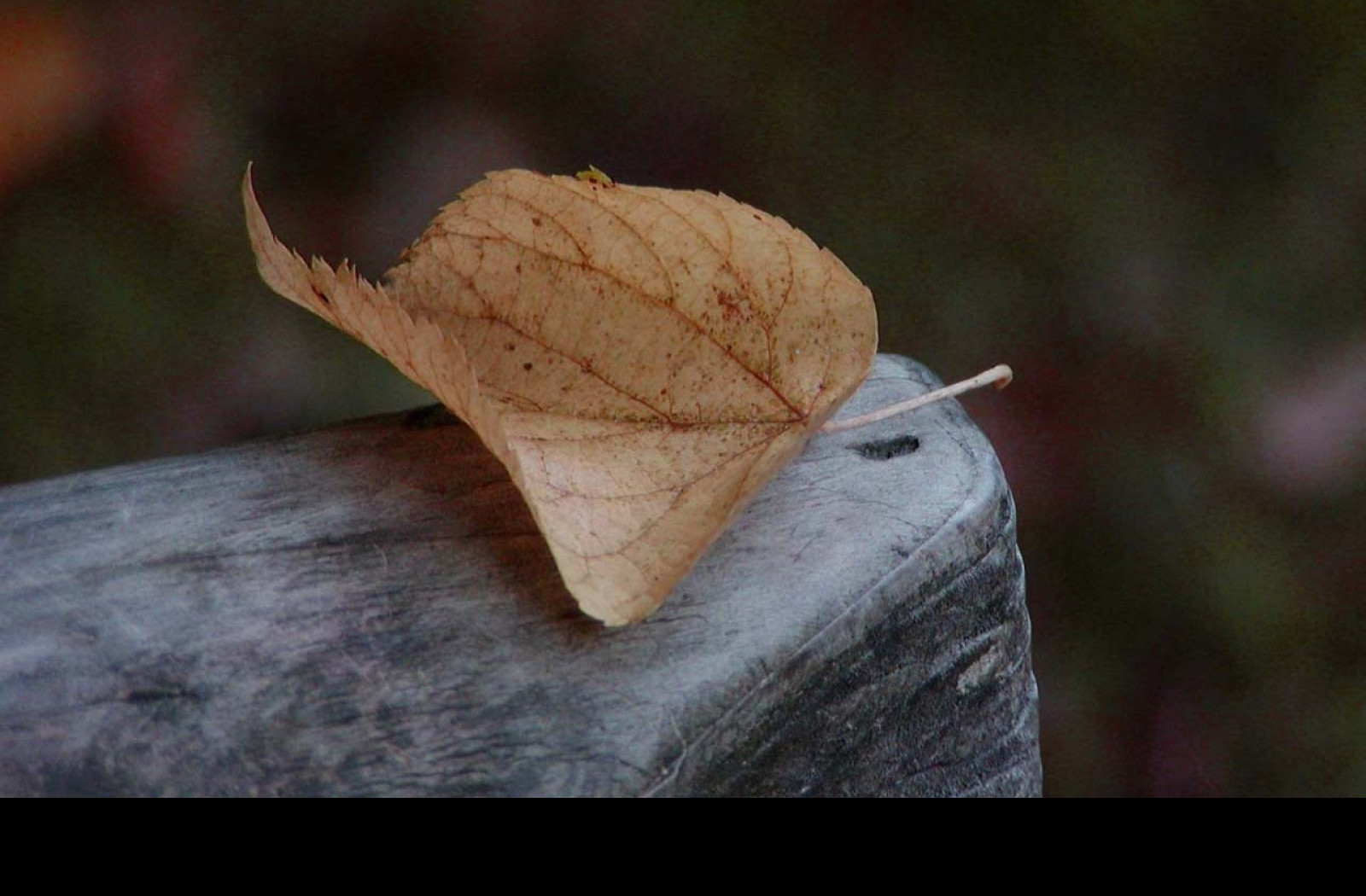 Tapeta autumn