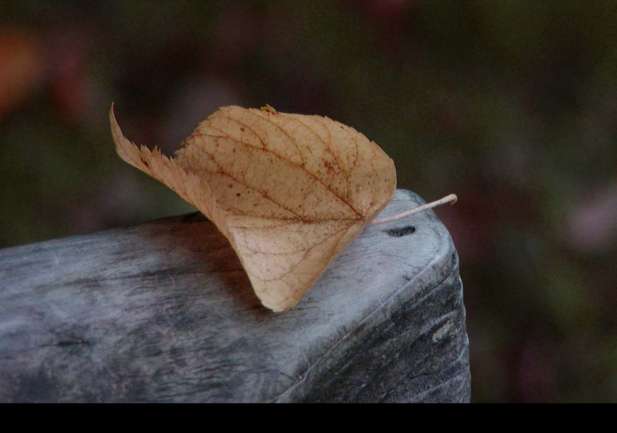 Tapeta autumn