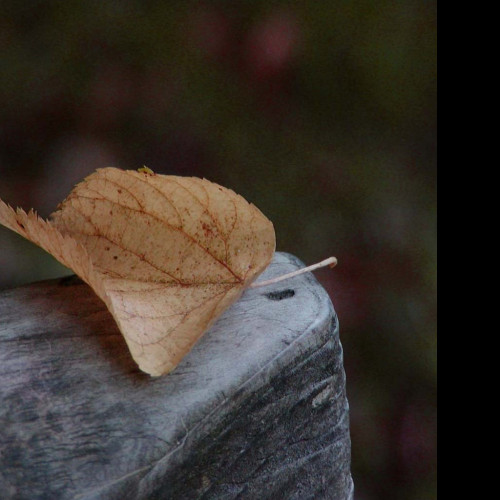 Tapeta autumn