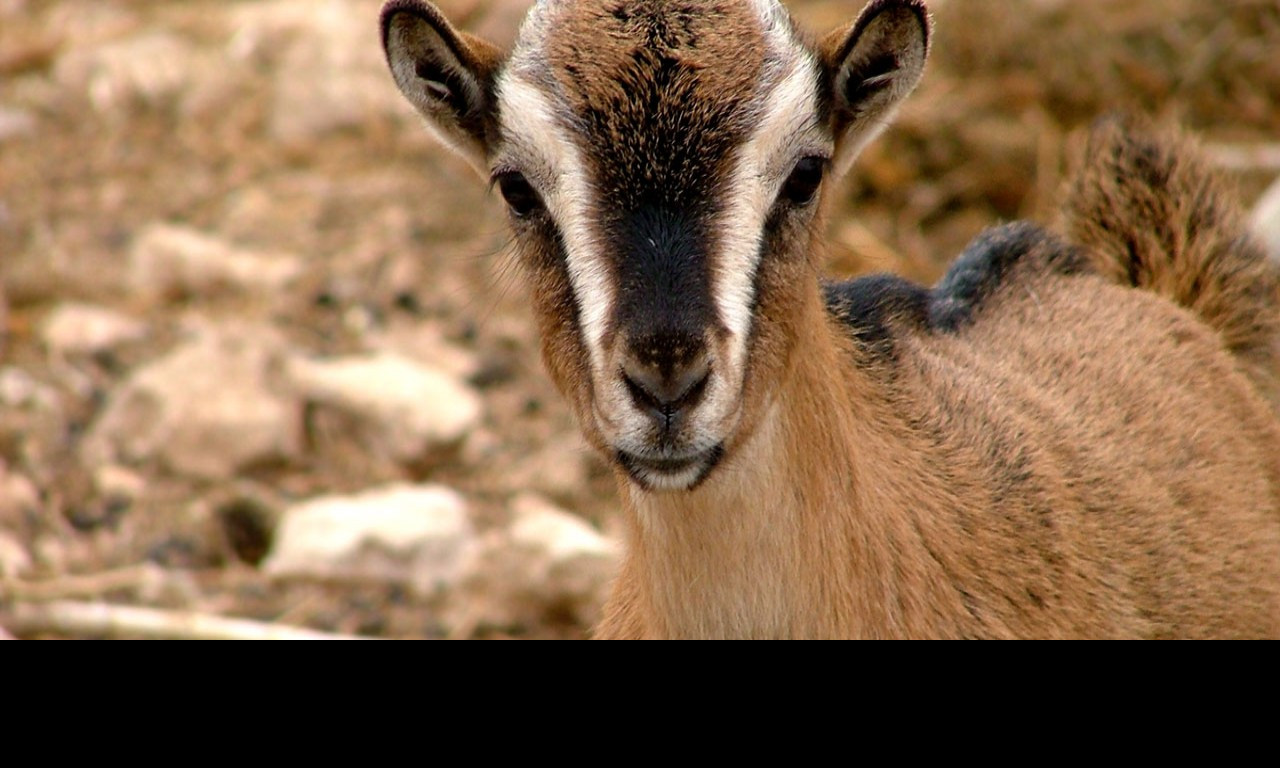 Tapeta baaah