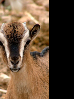Tapeta baaah