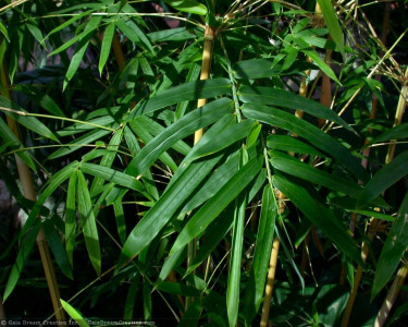 Tapeta: Bambus