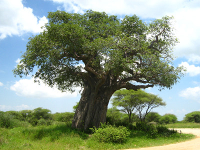 Tapeta: Baobab - Tarangire