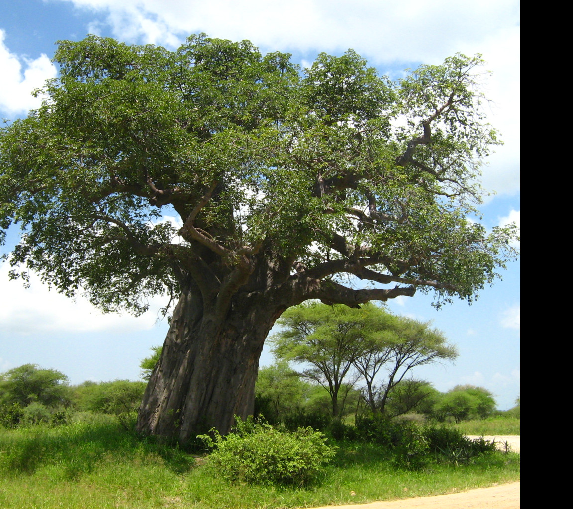 Tapeta baobab___tarangire