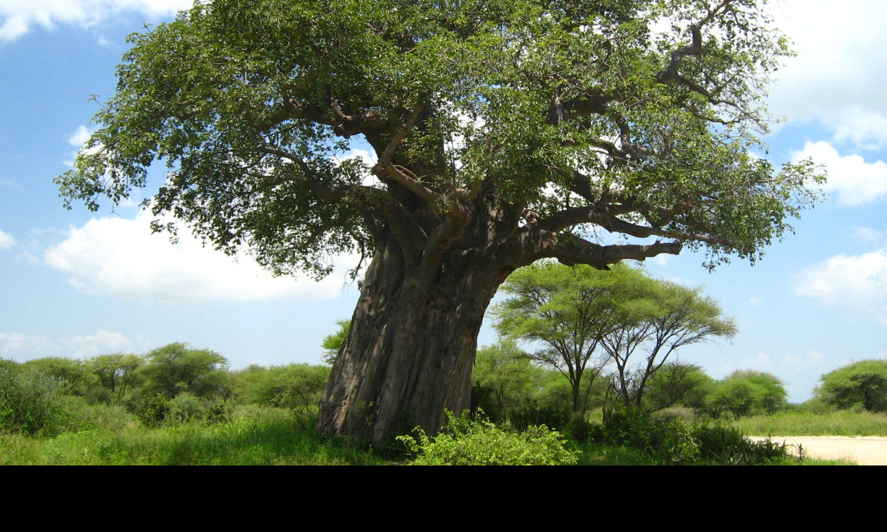 Tapeta baobab___tarangire