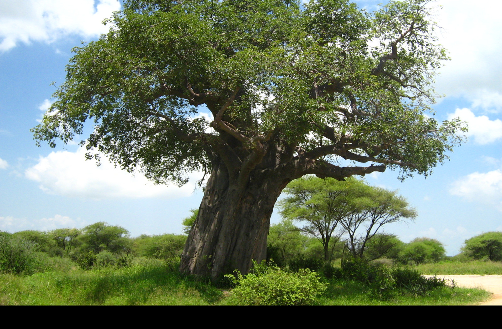 Tapeta baobab___tarangire