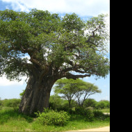 Tapeta baobab___tarangire