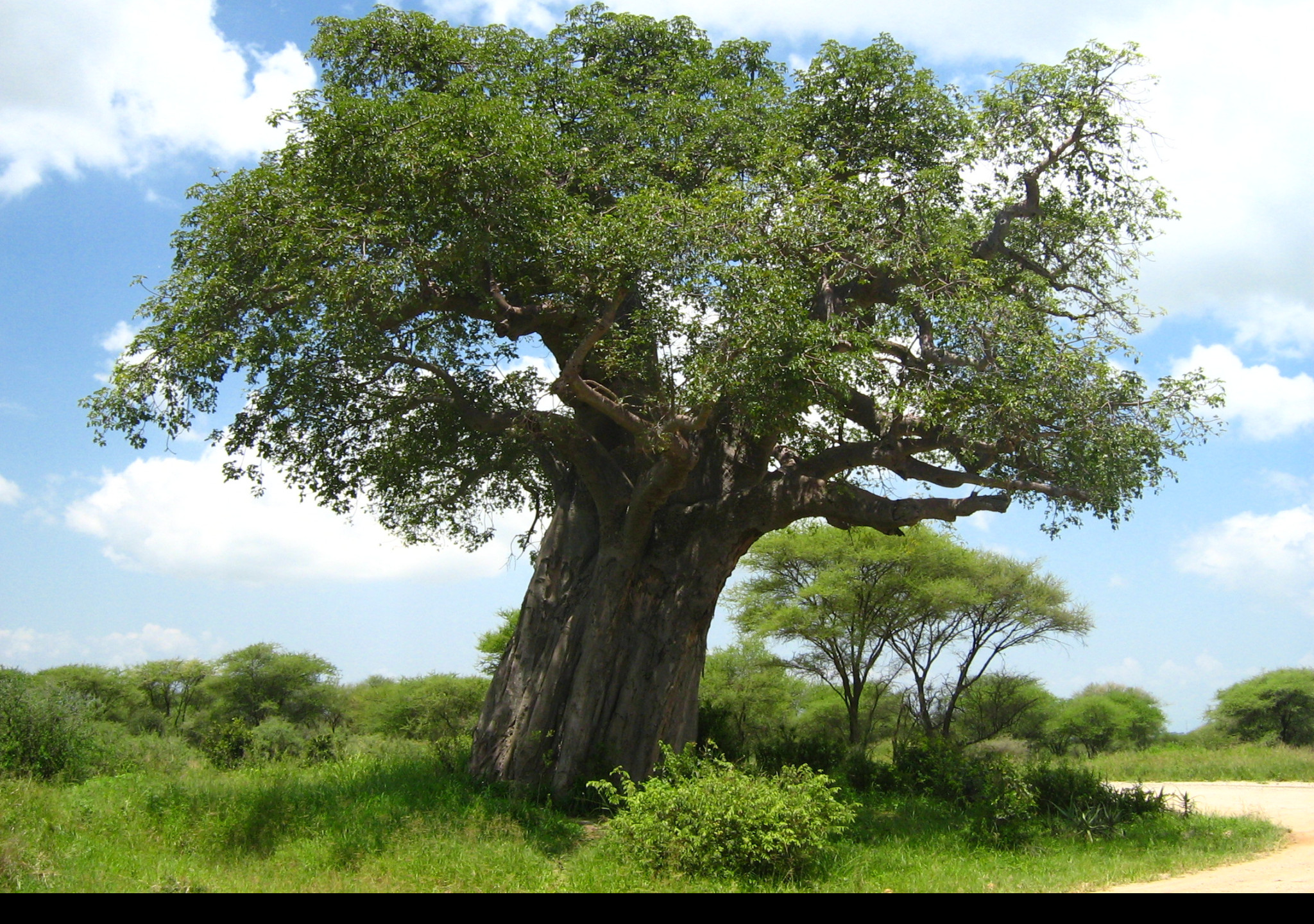 Tapeta baobab___tarangire