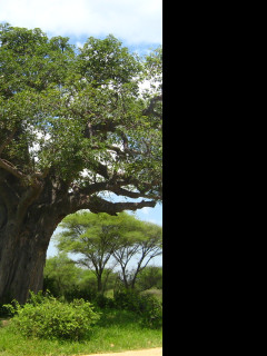 Tapeta baobab___tarangire