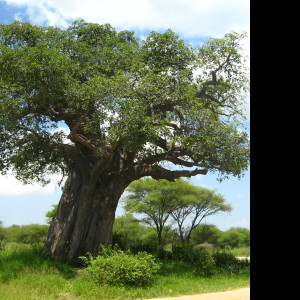 Tapeta baobab___tarangire