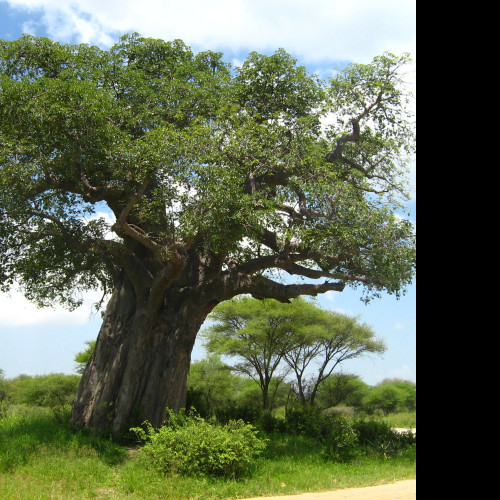 Tapeta baobab___tarangire