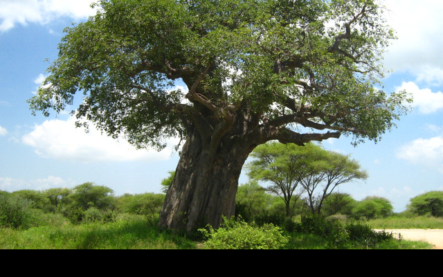 Tapeta baobab___tarangire