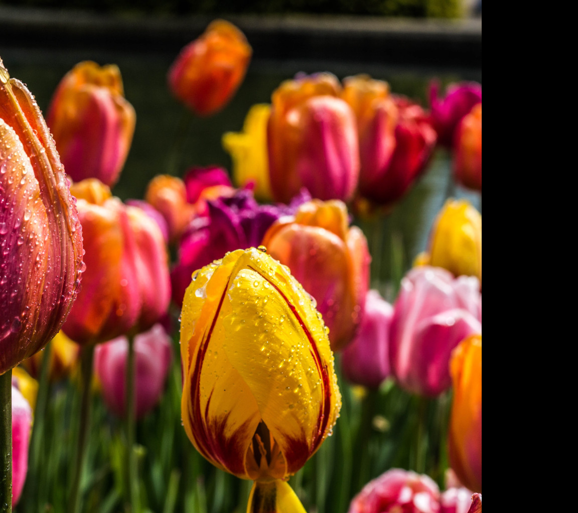 Tapeta barevne_tulipany