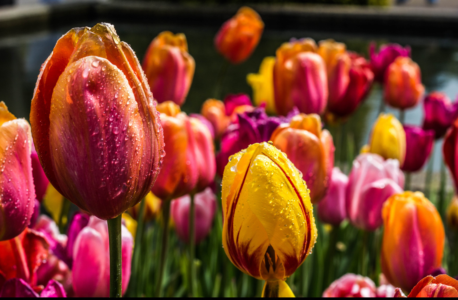 Tapeta barevne_tulipany