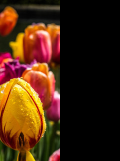 Tapeta barevne_tulipany