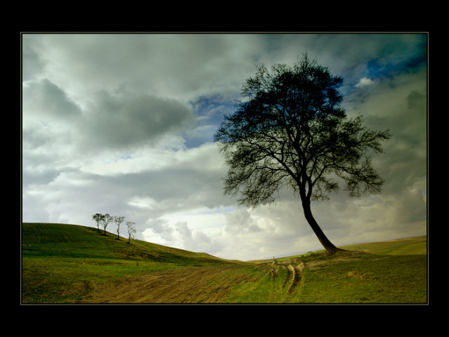 Tapeta baum