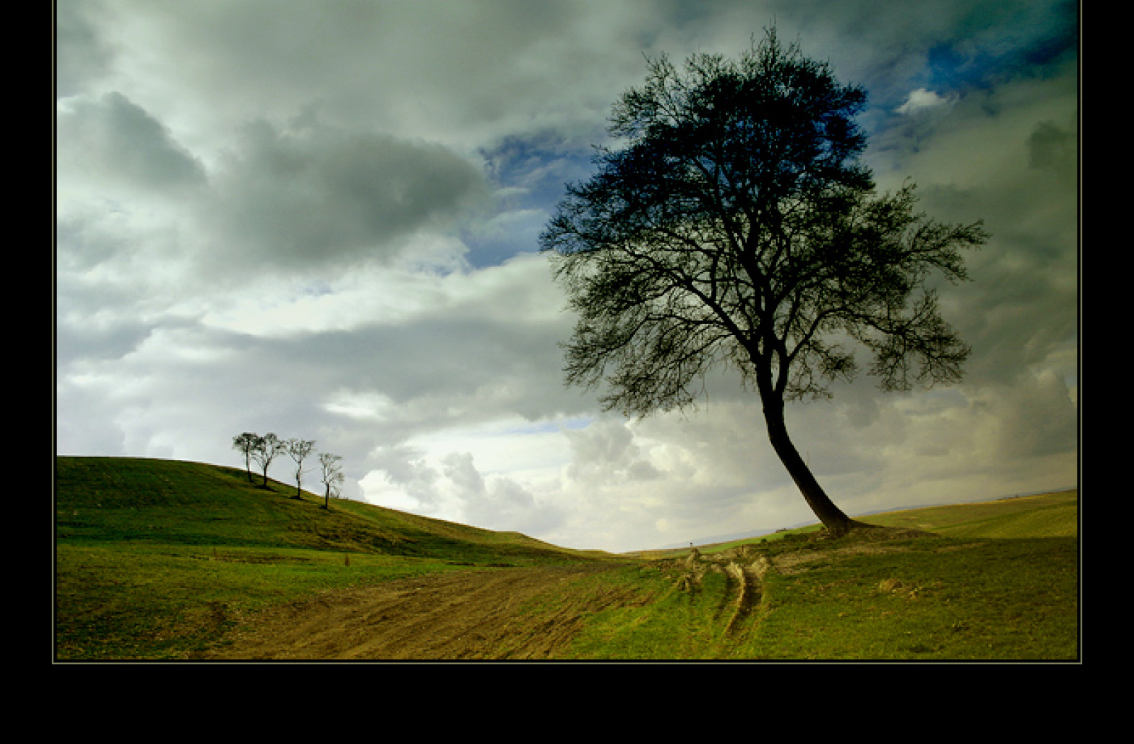 Tapeta baum