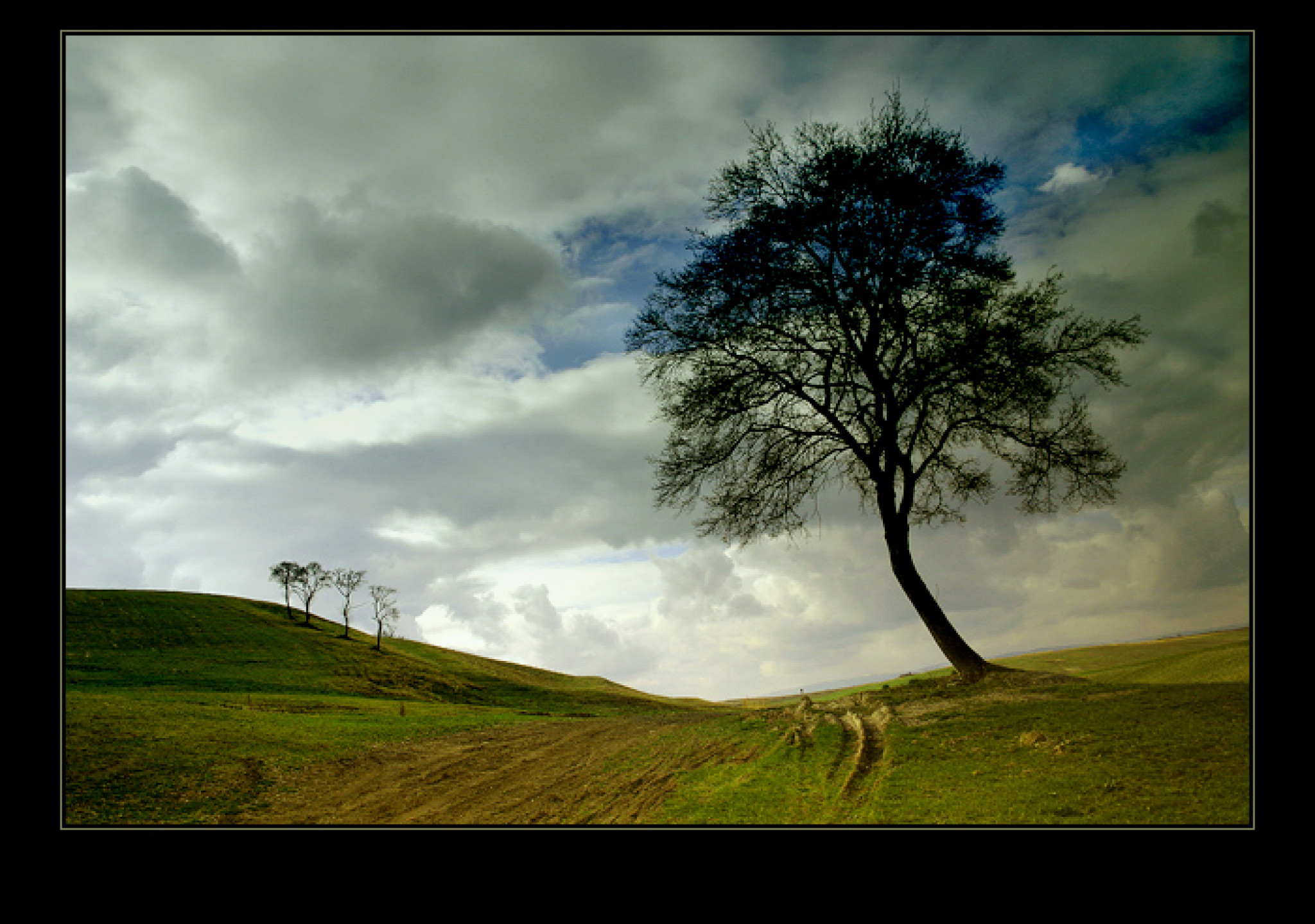 Tapeta baum