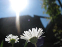 Tapeta Bellis perennis