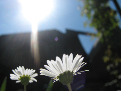 Tapeta: Bellis perennis