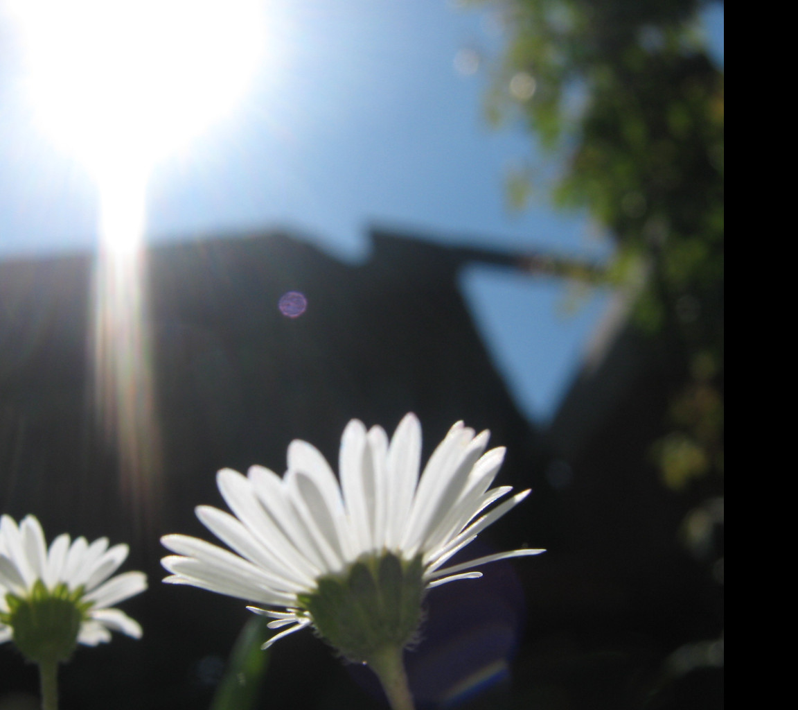 Tapeta bellis_perennis