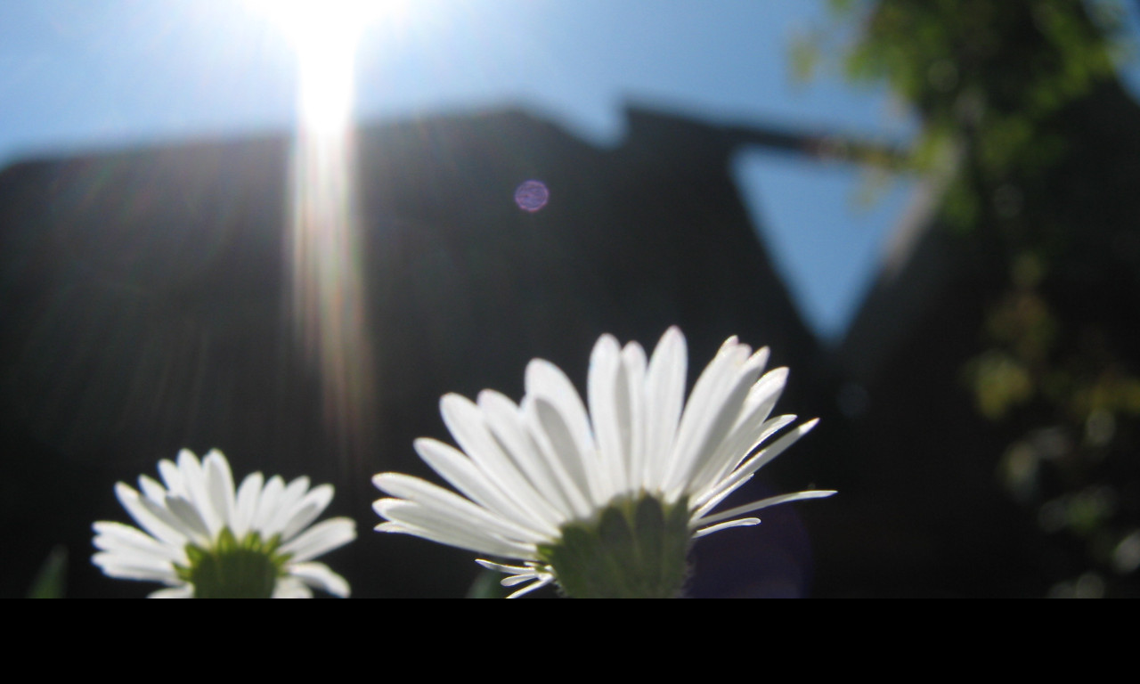 Tapeta bellis_perennis
