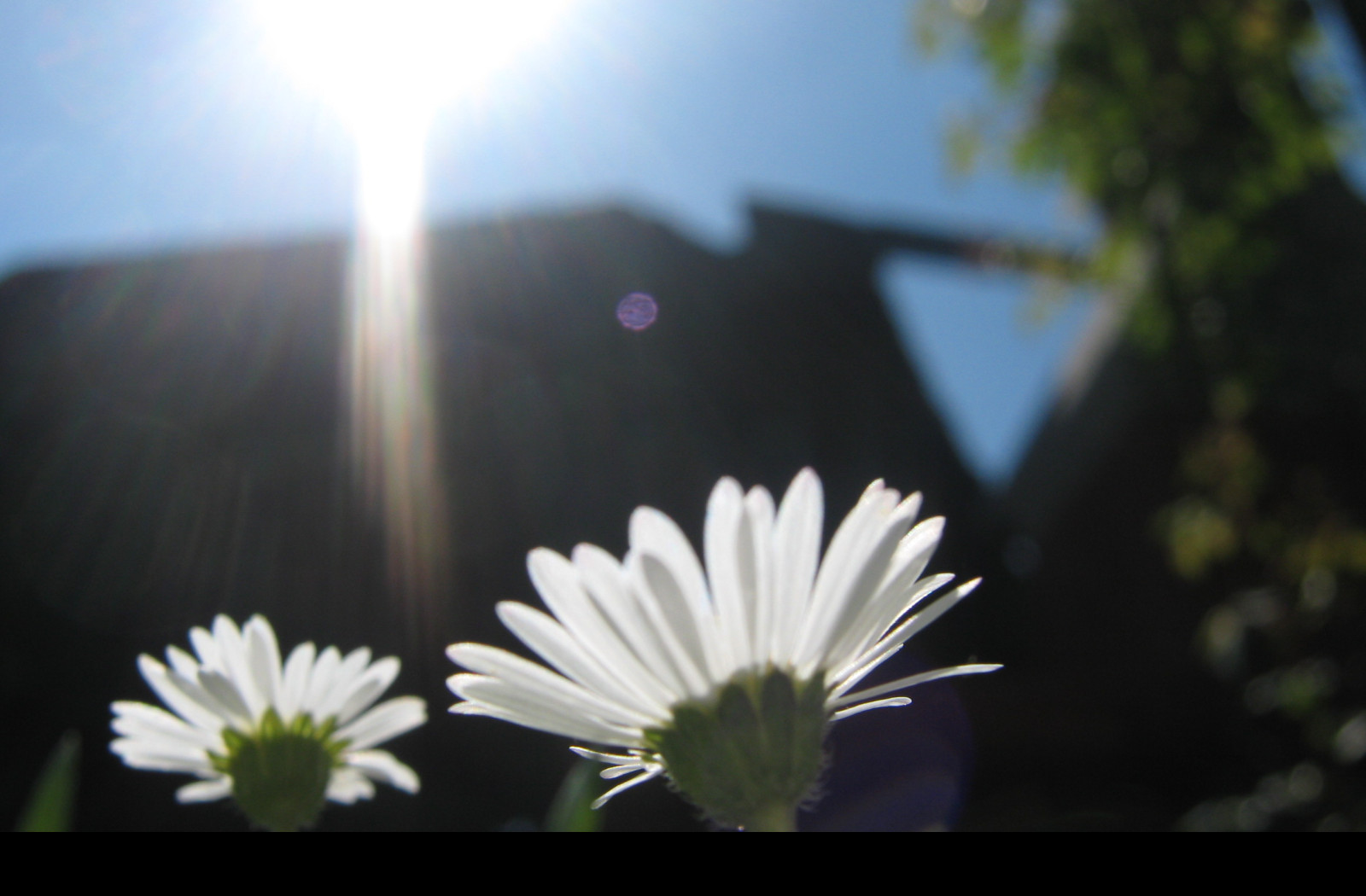 Tapeta bellis_perennis