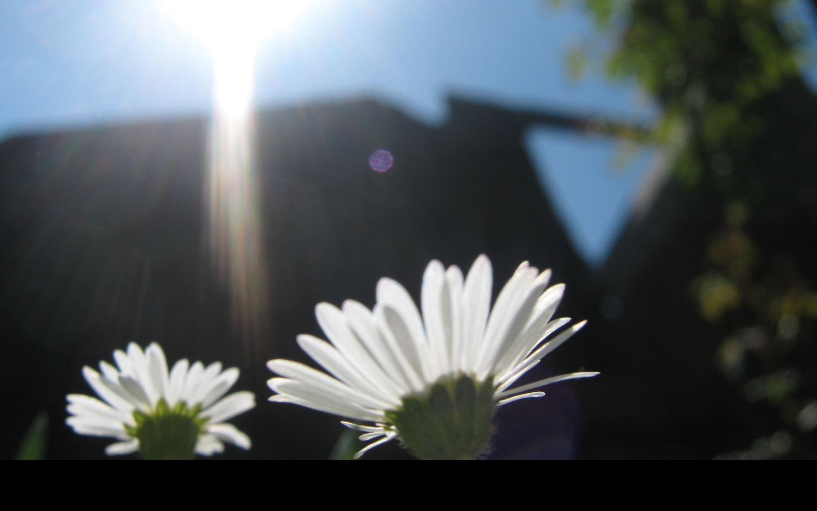 Tapeta bellis_perennis