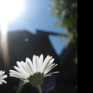 Tapeta bellis_perennis