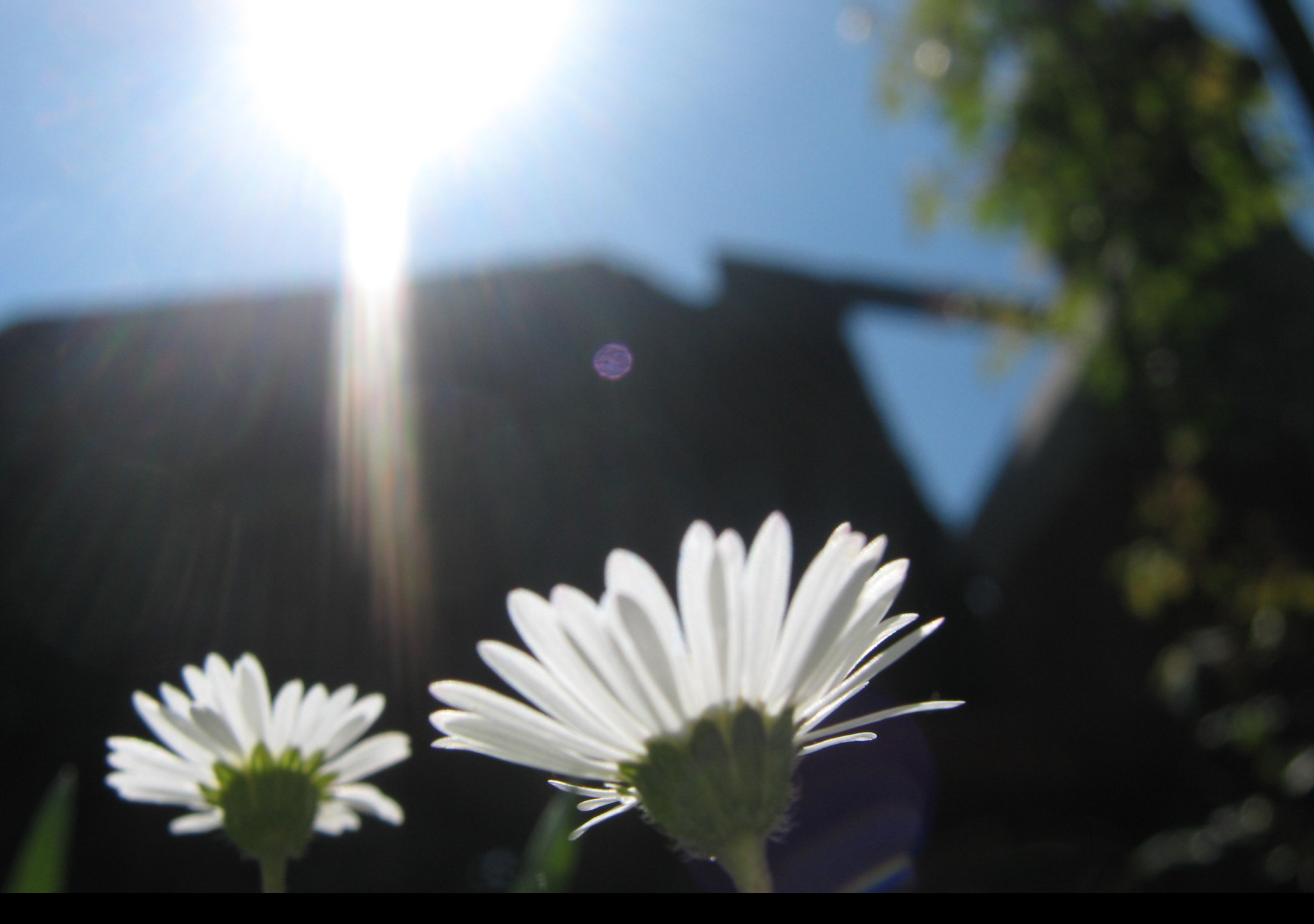 Tapeta bellis_perennis