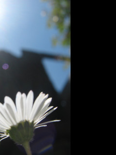 Tapeta bellis_perennis