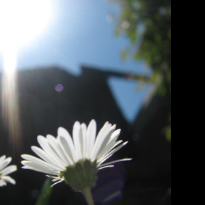 Tapeta bellis_perennis