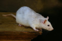 Tapeta bílá myš