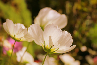 Tapeta: Bílé květy6